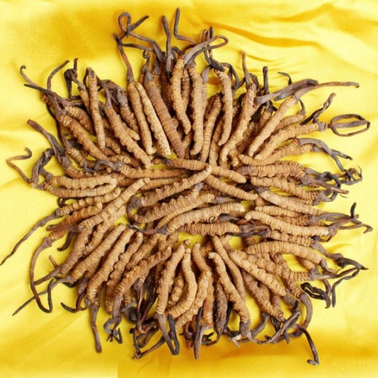 梅州市回收冬虫夏草 按规格2条3根4头1克重量计算价格